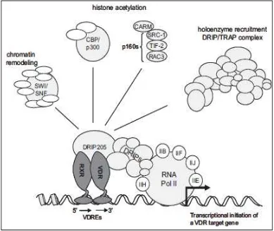 Gambar 2.7  Skema regulasi transkripsi gen RVD ( dikutip dari Bouillon,   2008) 