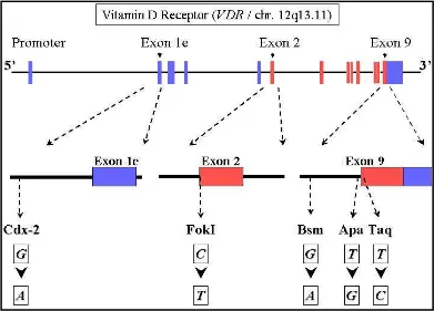 Gambar 2.8. Diagram skematik gen RVD dan lokasi polimorfisme (dikutip 