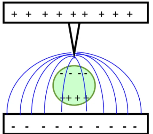 Gambar 1.  Skema biopartikel yang  terpolarisasi di antara dua elektroda  tak 