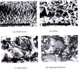 Gambar 2.8 Hasil Scanning Electron Microscope(SEM) beberapa bentuk partikel lempung (Hardiyatmo,2006)
