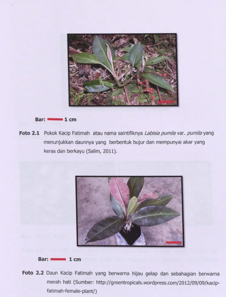 Foto  2.1  Pokok Kacip  Fatimah  atau  nama  saintifiknya  Labisia pumila  var.  pumila  yang  menunjukkan  daunnya yang  berbentuk bujur dan  mempunyai  akar yang  keras dan  berkayu  (Salim,  2011)
