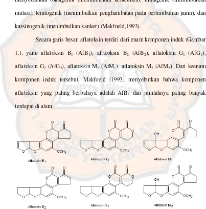 Gambar 1. Struktur Aflatoksin