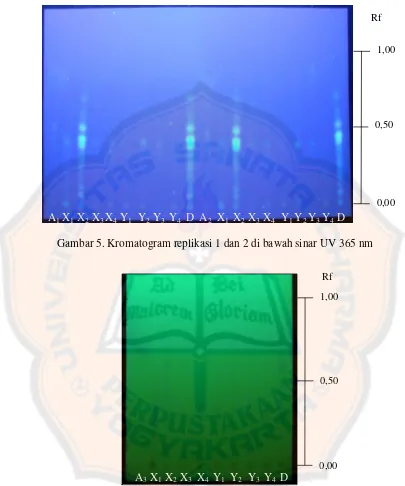 Gambar 5. Kromatogram replikasi 1 dan 2 di bawah sinar UV 365 nm
