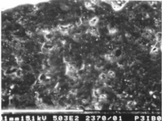 Gambar 11. Image SEM polipropilen tanpa anti oksidan setelah dijemur 8 minggu