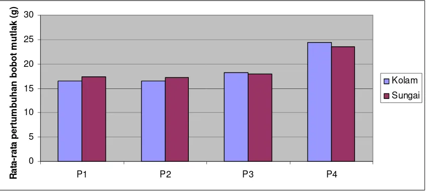 Gambar 4. Histogram pertumbuhan rata-rata bobot mutlak ikan Selais dari masing-masing perlakuan selama penelitian  