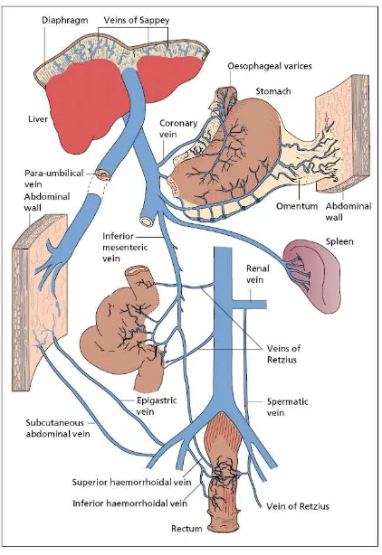 Gambar 2.4 Sirkulasi kolateral pada hipertensi portal (dikutip dari Shah VH 2010)  