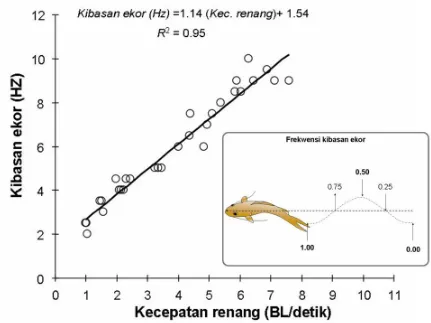 Gambar 5. Hubungan antara kecepatan renang dan kibasan ekor ikan      baung (Hemibagrus sp)