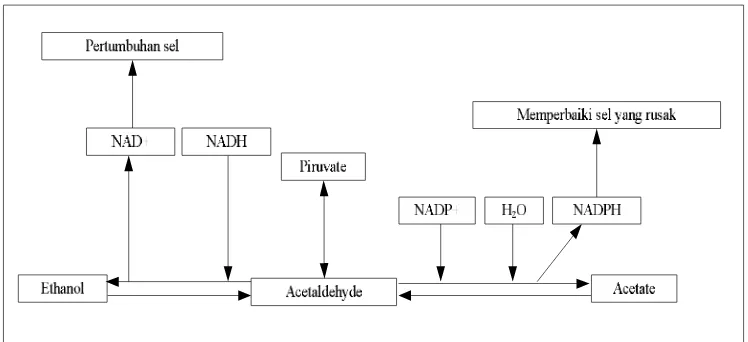 Gambar 2: Pembentukan Etanol dan Asam Asetat dalam Fermentasi [Pitkanen et all, 2005]