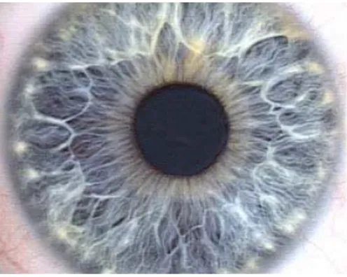 Gambar 1. Iris dan pupil mata. 
