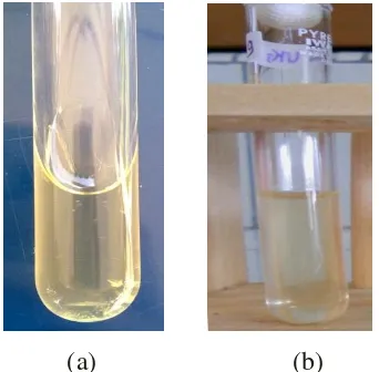 Gambar 7. Uji gelatin. (a) reaksi positif (b) reaksi negatif  
