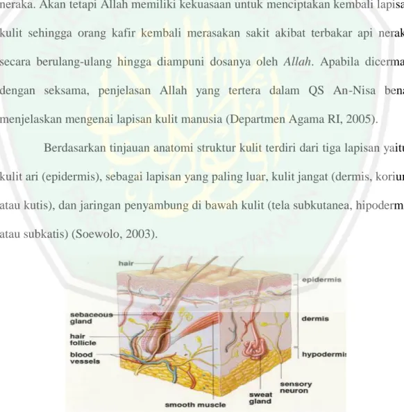 Gambar 2.1 Anatomi kulit manusia (Ganong, 2008) 