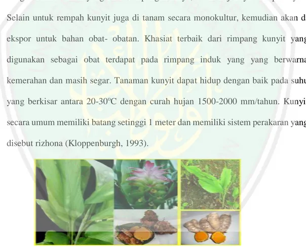 Gambar 2.2 Tanaman kunyit (Curcuma domestica Val) (Hanani, 2014)  Klasifikasi lengkap dari tanaman kunyit sebagai berikut: (Winarto, 2004)  Regnum         : Plantae 