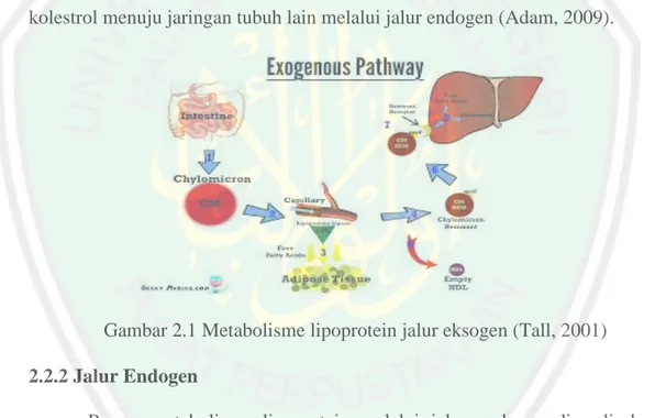 Gambar 2.1 Metabolisme lipoprotein jalur eksogen (Tall, 2001)  2.2.2 Jalur Endogen 