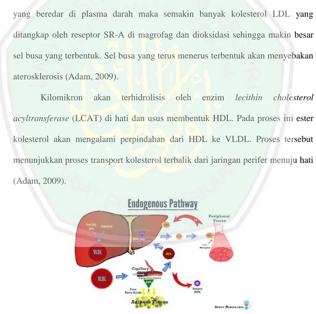 Gambar 2.2 Metabolisme lipoprotein jalur endogen (Tall, 2001) 