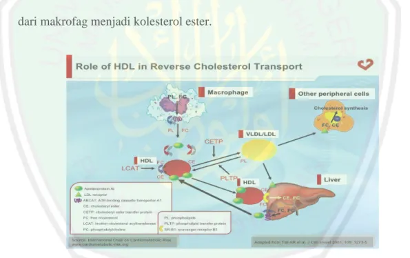 Gambar 2.3 Mekanisme Reverse Cholesterol Transport (Tall, 2001)  