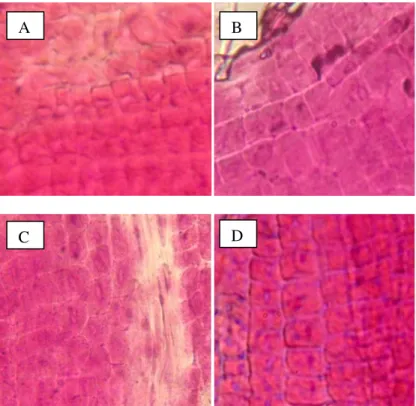 Gambar  2.    Preparat  kromosom  pada  genotipe  padi(A)  Solok  (B)Sadani  (C)  Yamin  (D)  IR64 tanpa perlakuan garam (perbesaran 4000×) 