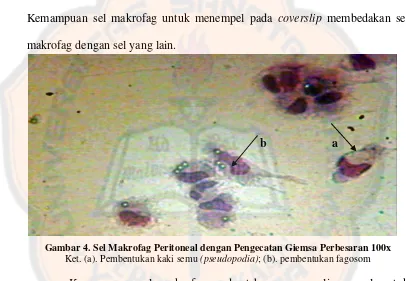 Gambar 4. Sel Makrofag Peritoneal dengan Pengecatan Giemsa Perbesaran 100x 