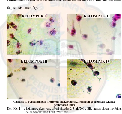 Gambar 6. Perbandingan morfologi makrofag tikus dengan pengecatan Giemsa 