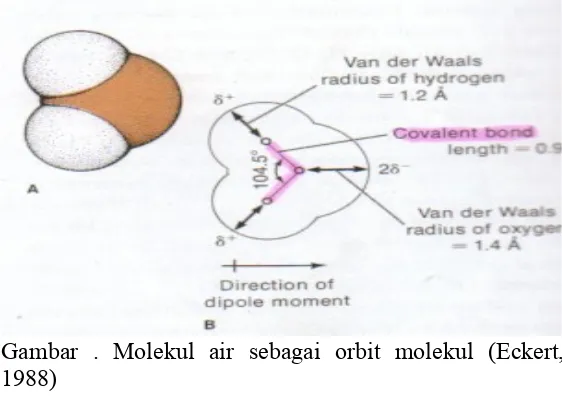 Gambar  .  Molekul  air  sebagai  orbit  molekul  (Eckert, 
