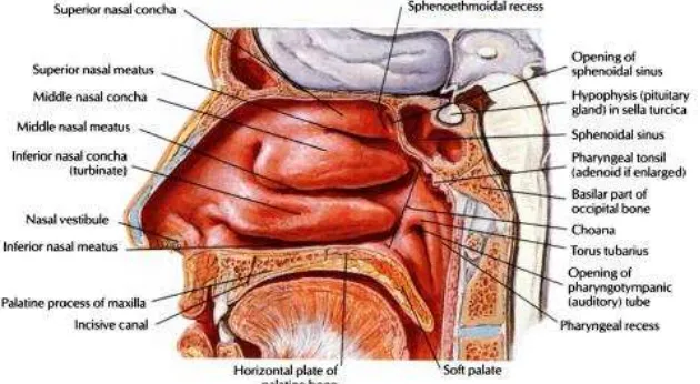 Gambar 2.5. Dinding lateral hidung  