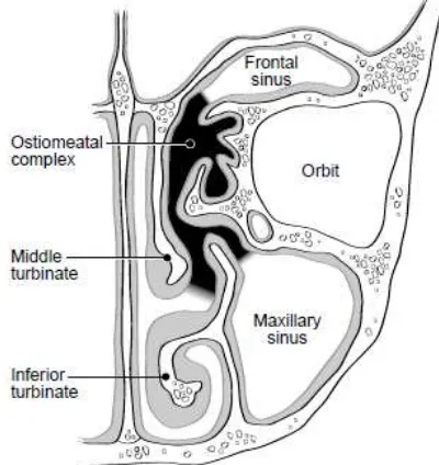 Gambar 2.6. Kompleks ostiomeatal (Kennedy, 2001) 