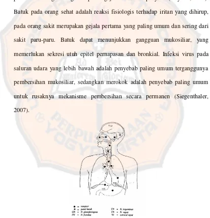 Gambar 1. Anatomi refleks batuk (Priyanti, 1993) 