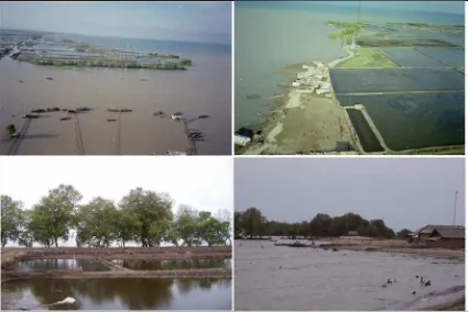 Gambar 2.4  Kondisi Mangrove di Areal Pertambakan di Kuala Sekampung (Januari 2007) 