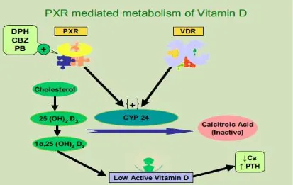 Gambar 2.3 Hubungan PXR dengan metabolisme Vitamin D 3 