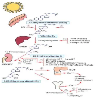 Gambar 2.1. Metabolisme Vitamin D 