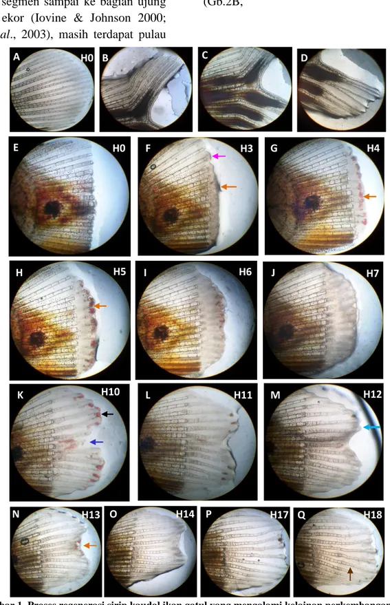 Gambar 1. Proses regenerasi sirip kaudal ikan gatul yang mengalami kelainan perkembangan  (malformasi)