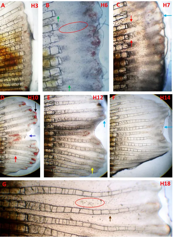Gambar 2. Proses- proses penting pada regenerasi sirip kaudal ikan gatul yang mengalami kelainan  perkembangan (malformasi)