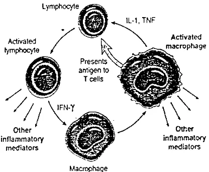 Gambar 2.1. Limfosit yang tidakdiaktivasi ini(Kumar,radang yang akan meningkatkan aktivitas sel radang lainnya termasuk makrofag