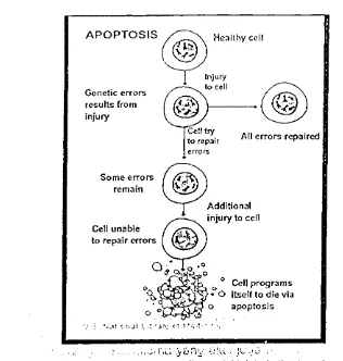 Gambar 5.2. Proses apoptosis terjadi karena perbaikan sel tidak terjadi sebagaimana 