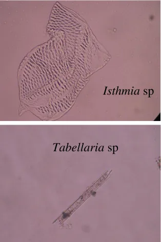 Tabel 3 Jenis diatom yang ditemukan di Sungai Kampar pada kawasan 
