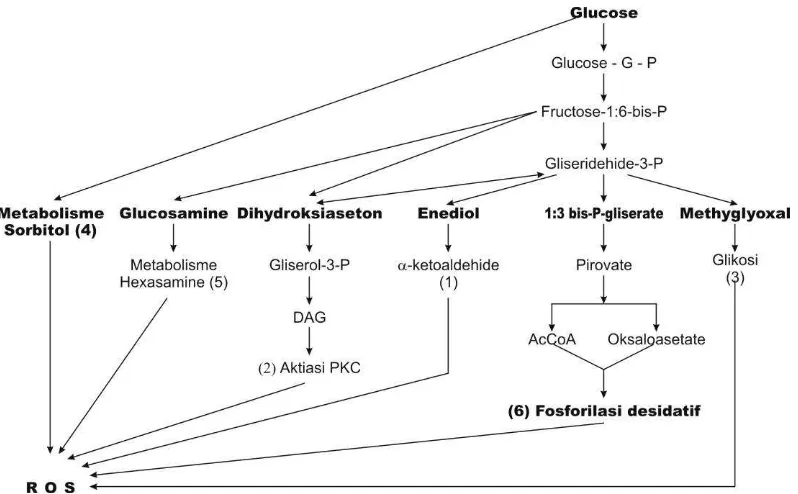 Gambar 2.2: Mekanisme biokimia metabolisme glukosa menyebabkan ROS.   Sumber : Robertson (2004)