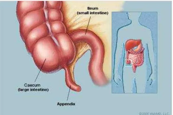 Gambar 1. Anatomi letak apendik 