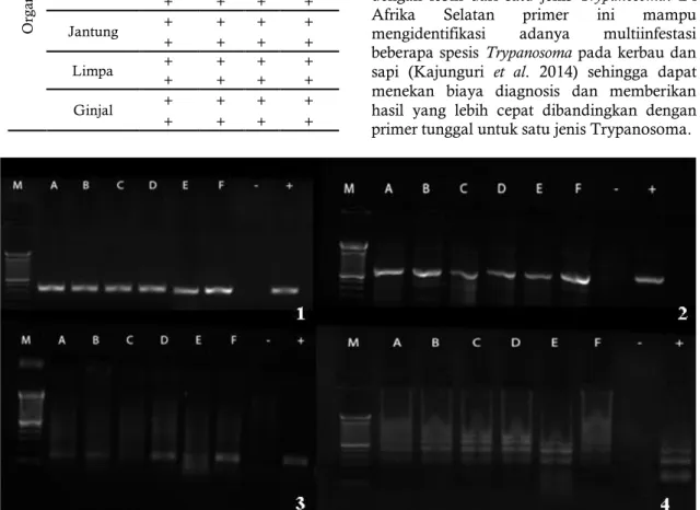 Tabel 2.  Hasil uji PCR pada jenis sampel yang  berbeda  dan  diamplifikasi  menggunakan lima set primer 