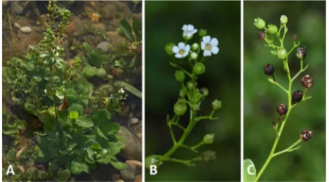Figure 8. Flowers (A), leaves (B) and stipules (C)  of Viola alba Besser (1), Viola odorata L