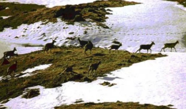 Figura 5. En primavera a medida que se funde la nieve los grupos de sarrios se desplazan  progresivamente en altitud aprovechando la hierba tierna que brota entre las manchas de nieve 