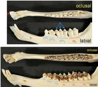 Figura 5. Mandíbulas en vista oclusal y labial de dos rebecos de menos de 1 año (arriba) y de  4 años (abajo)