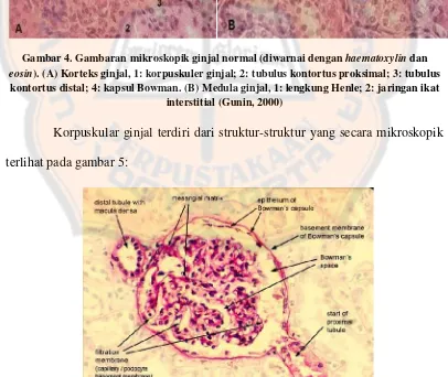 Gambar 4. Gambaran mikroskopik ginjal normal (diwarnai dengan haematoxylin dan