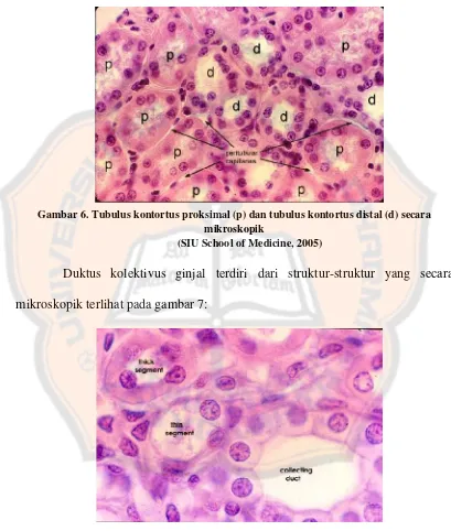 Gambar 6. Tubulus kontortus proksimal (p) dan tubulus kontortus distal (d) secara
