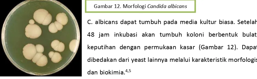 Gambar 12. Morfologi   Candida albicans 