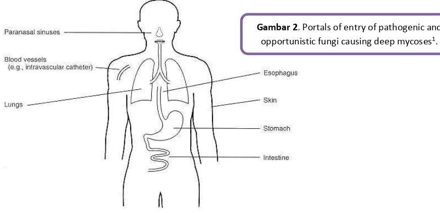 Gambar 2. Portals of entry of pathogenic and 