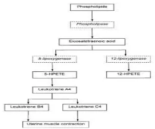 Gambar 1.2. Jalur lipoxygenase pada pembentukan asam hidroxyperoxyeicosateraenoic 