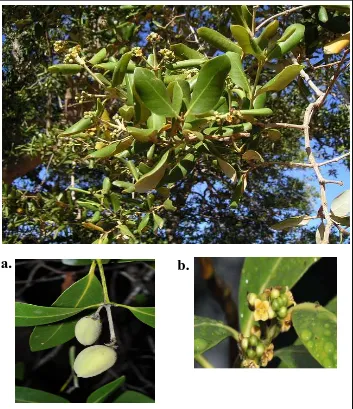 Gambar 2.1 Mangrove Avicennia marina a. Buah ; b. Bunga.  
