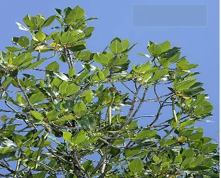 Gambar 2.2 Mangrove Rhizophora Mucronata  