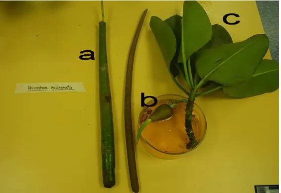 Gambar 2.3 Bagian Organ Mangrove Rhizophora Mucronata a. Buah ;                       b
