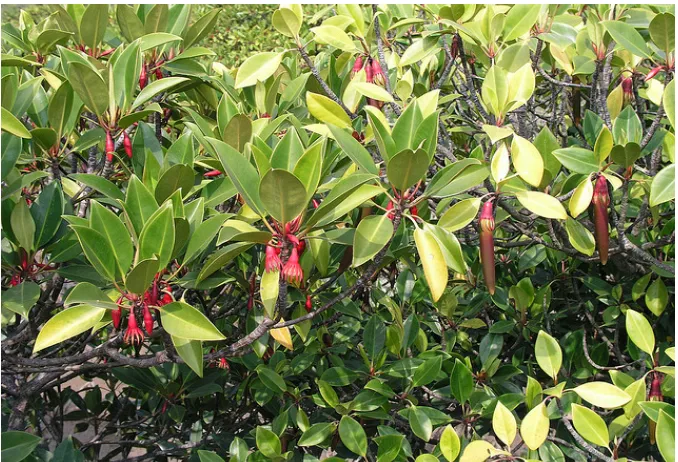 Gambar 2.5 Mangrove Bruguiera Gymnorhiza a. Daun ; b. Bunga ; c.Buah 