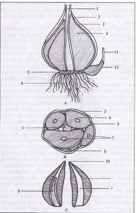 Gambar 1. Umbi bawang putih dan bagian-bagiannya (Wibowo, 2004) 